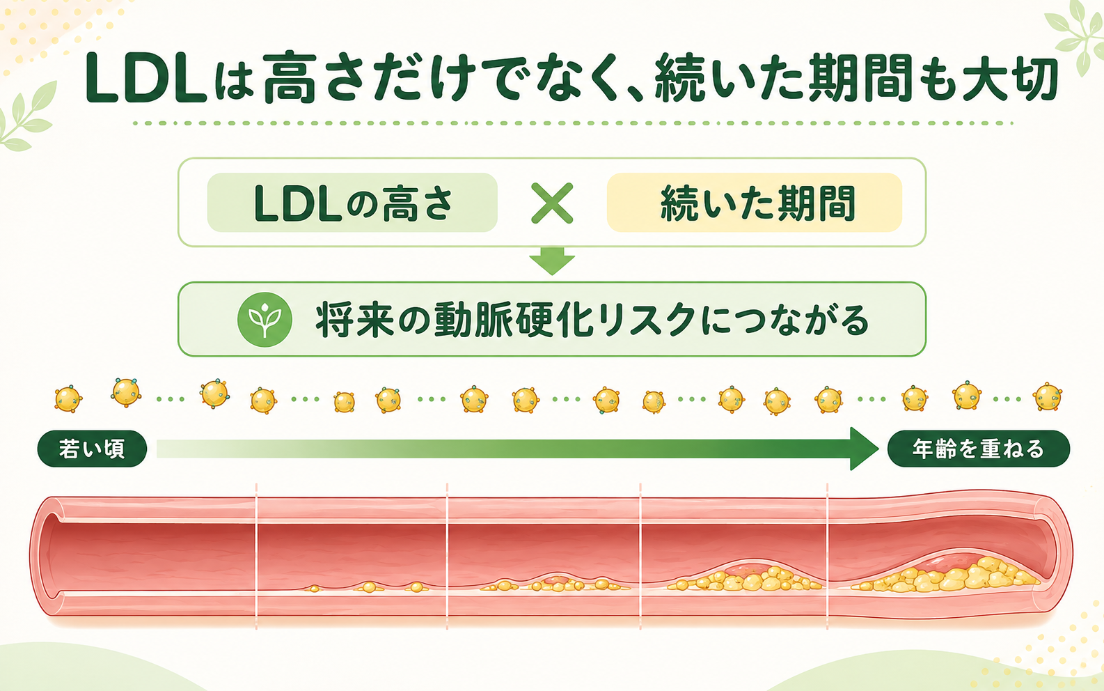 LDLコレステロールは高さだけでなく続いた期間も動脈硬化リスクに影響することを示す図。若い頃から年齢を重ねるまでの血管の変化を示すイラスト