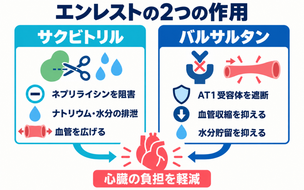 エンレストの2つの成分の作用を示す図解。サクビトリルはネプリライシンを阻害してナトリウム・水分の排泄を促し血管を広げ、バルサルタンはAT1受容体を遮断して血管収縮と水分貯留を抑えることで、心臓の負担を軽減する仕組みを示す