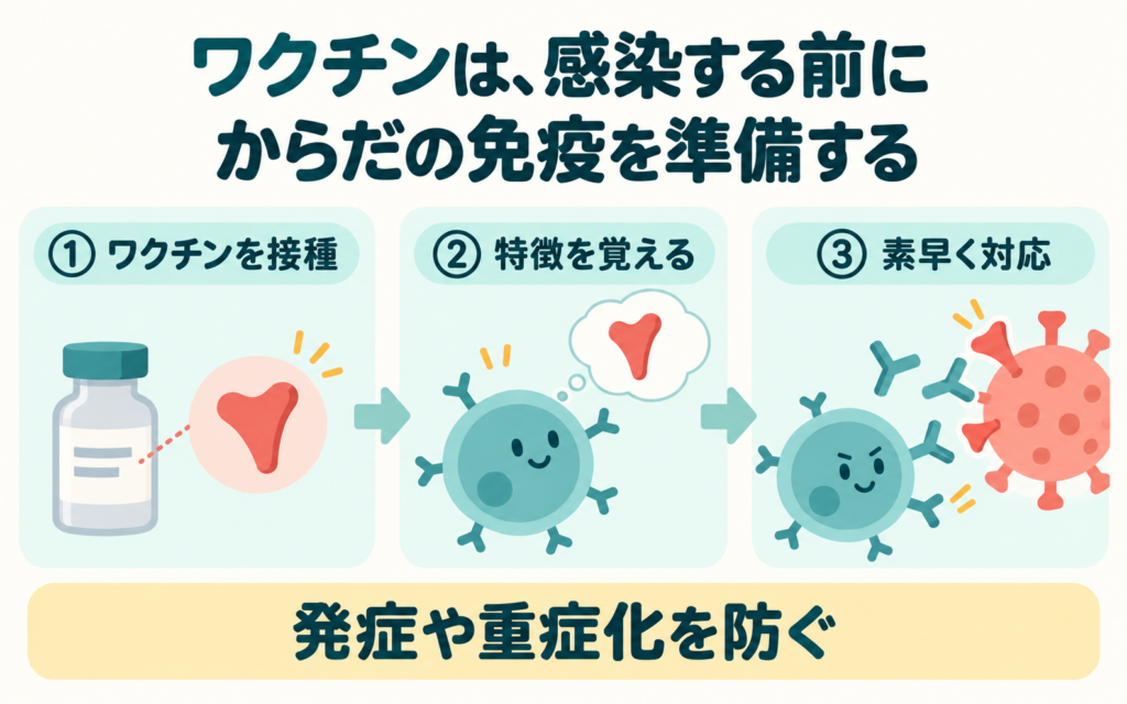 ワクチンで免疫が準備される仕組みのイラスト。ワクチンを接種すると、免疫細胞が病原体の特徴を覚え、本物の病原体が入ってきたときに素早く対応して、発症や重症化を防ぐ