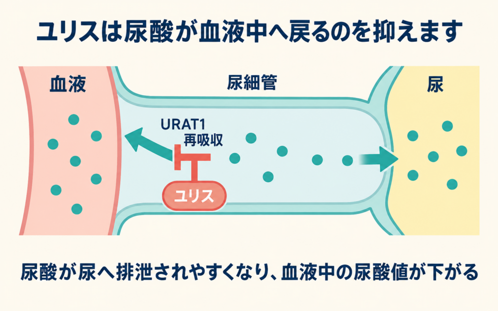 ユリスが尿酸の血液中への再吸収を抑える仕組みを示す図解。尿細管のURAT1という尿酸トランスポーターの再吸収をユリスが抑えることで、尿酸が尿へ排泄されやすくなり血液中の尿酸値が下がることを示す
