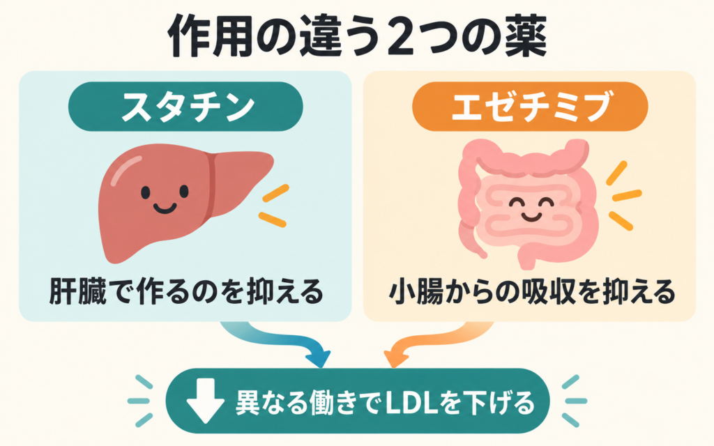 作用の違う2つの薬の図。スタチンは肝臓でコレステロールを作るのを抑え、エゼチミブは小腸からの吸収を抑えることで、異なる働きでLDLコレステロールを下げることを示している