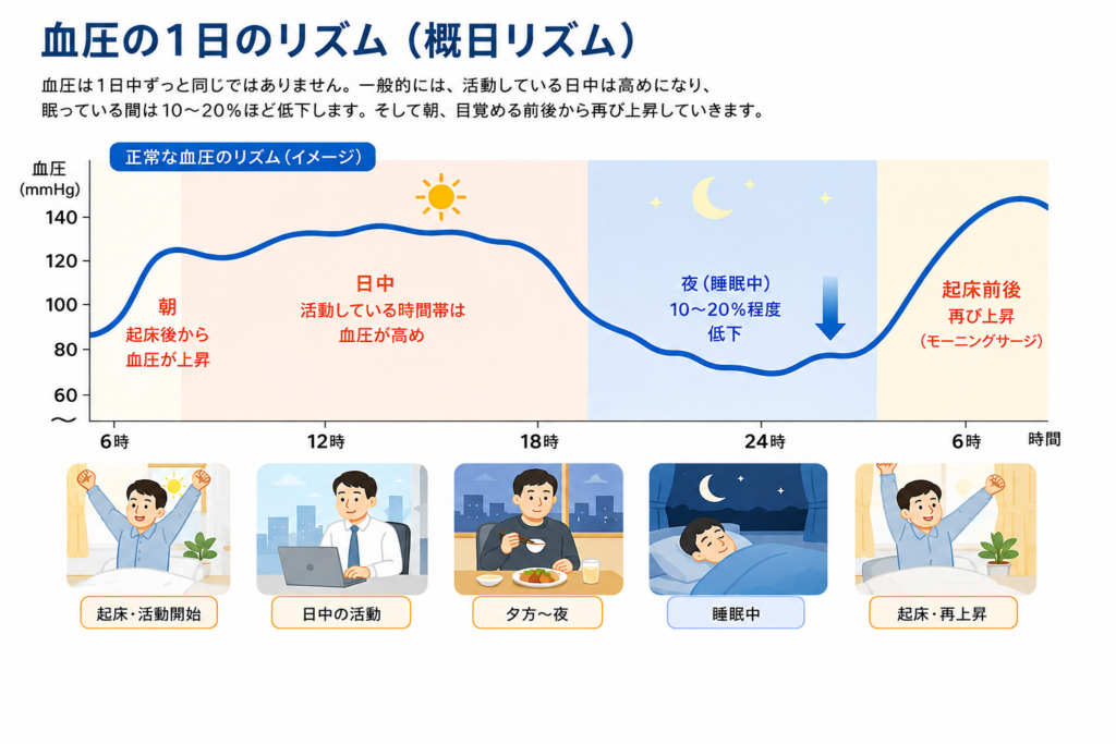 血圧の1日のリズム(概日リズム)を示すグラフ。朝の起床後に血圧が上昇し、日中は高めの状態が続き、夜間の睡眠中は10〜20%程度低下し、起床前後に再び上昇するモーニングサージが起こることを表している
