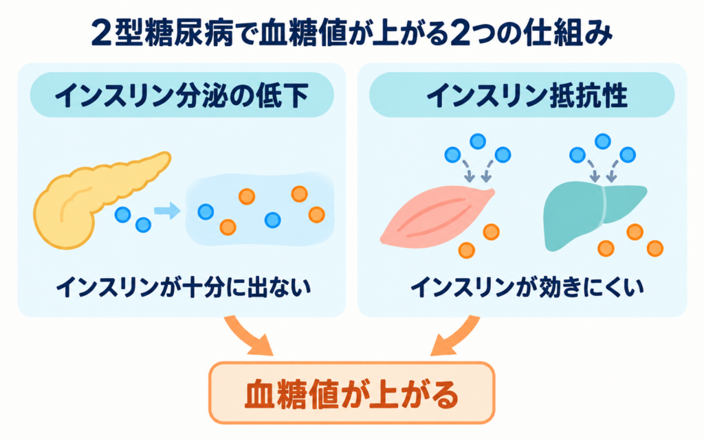 2型糖尿病で血糖値が上がる2つの仕組み。すい臓からインスリンが十分に出ない「インスリン分泌の低下」と、筋肉や肝臓でインスリンが効きにくい「インスリン抵抗性」が重なって血糖値が上がることを示した図