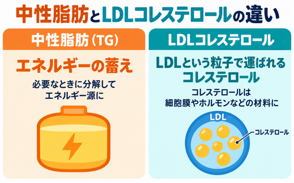 中性脂肪とLDLコレステロールの違いの図。中性脂肪はエネルギーの蓄えで、必要なときに分解されてエネルギー源になる。LDLコレステロールはLDLという粒子で運ばれ、細胞膜やホルモンなどの材料になる