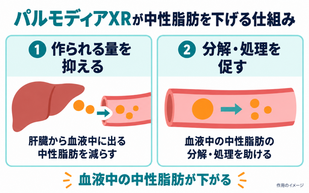 パルモディアXRが中性脂肪を下げる仕組みの図。①肝臓から血液中に出る中性脂肪を減らす、②血液中の中性脂肪の分解・処理を促す。その結果、血液中の中性脂肪が下がる